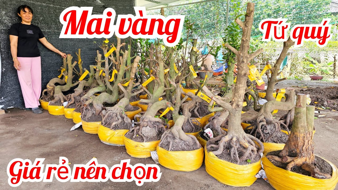Chị Vân📲 0369116270 mai Tứ quý mai giảo Thủ Đức đế đẹp giá rẻ 20/3 Chợ Gạo (@Maivàng Quê Dừa)
