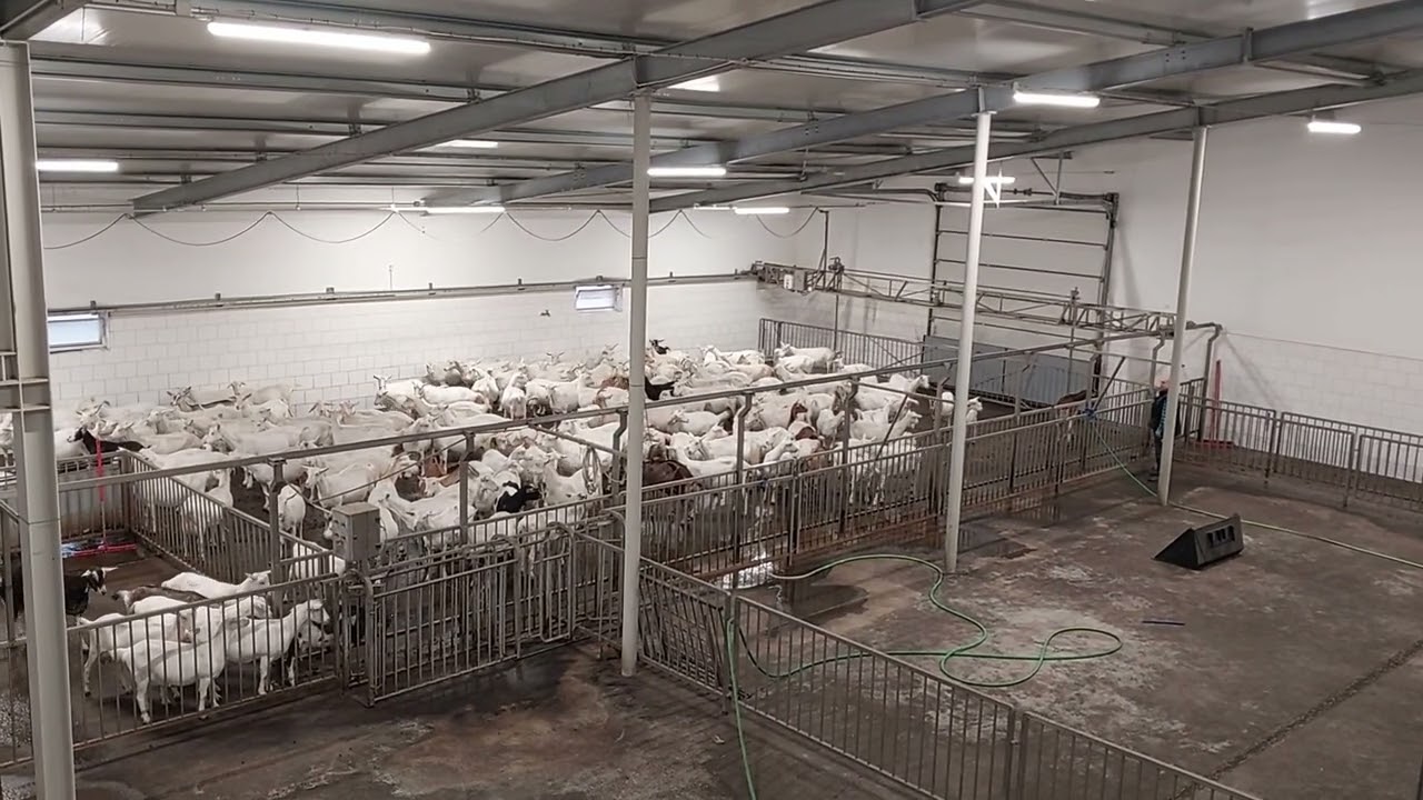 SYLCO Crowding gate for sheep and goats