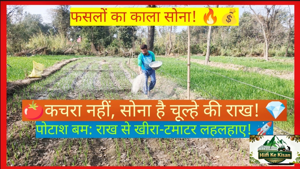  चूल्हे की निकली हुई राख (Wood Ash)��राख से कीट व फफूंद नियंत्रण के देसी तरीके #desi #farmingvideo
