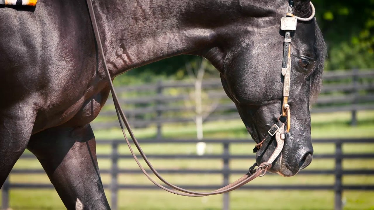 Makin Me Willy Wild - 2015 Black AQHA Stallion & World Champion