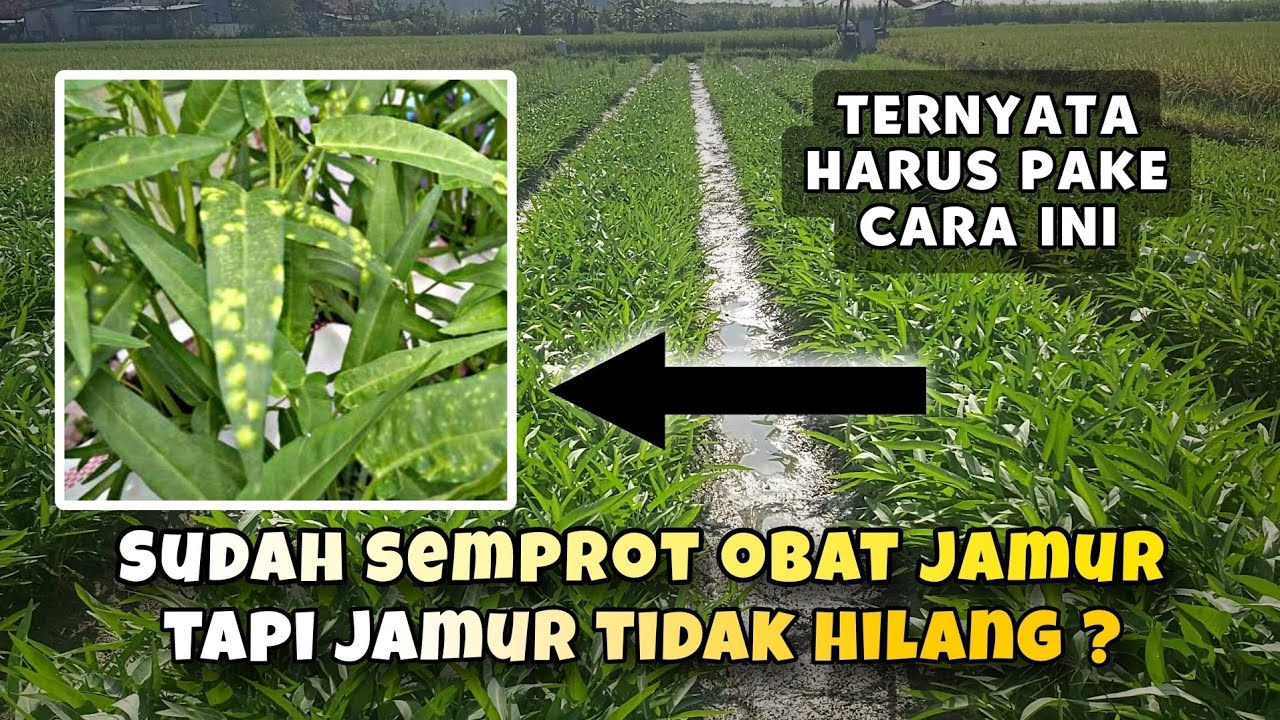 Kangkung terkena bintik putih | Ini strategi yang tepat !!!