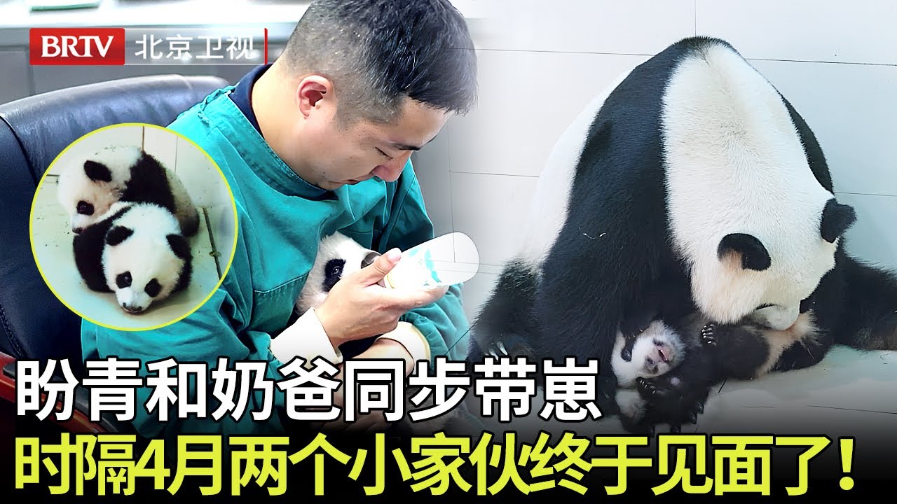 熊猫盼青和奶爸同步带崽，时隔4个月两只小熊猫终于见面，以后可以和妈妈一起生活啦！ 【熊猫奇遇记】#国宝大熊猫#cute