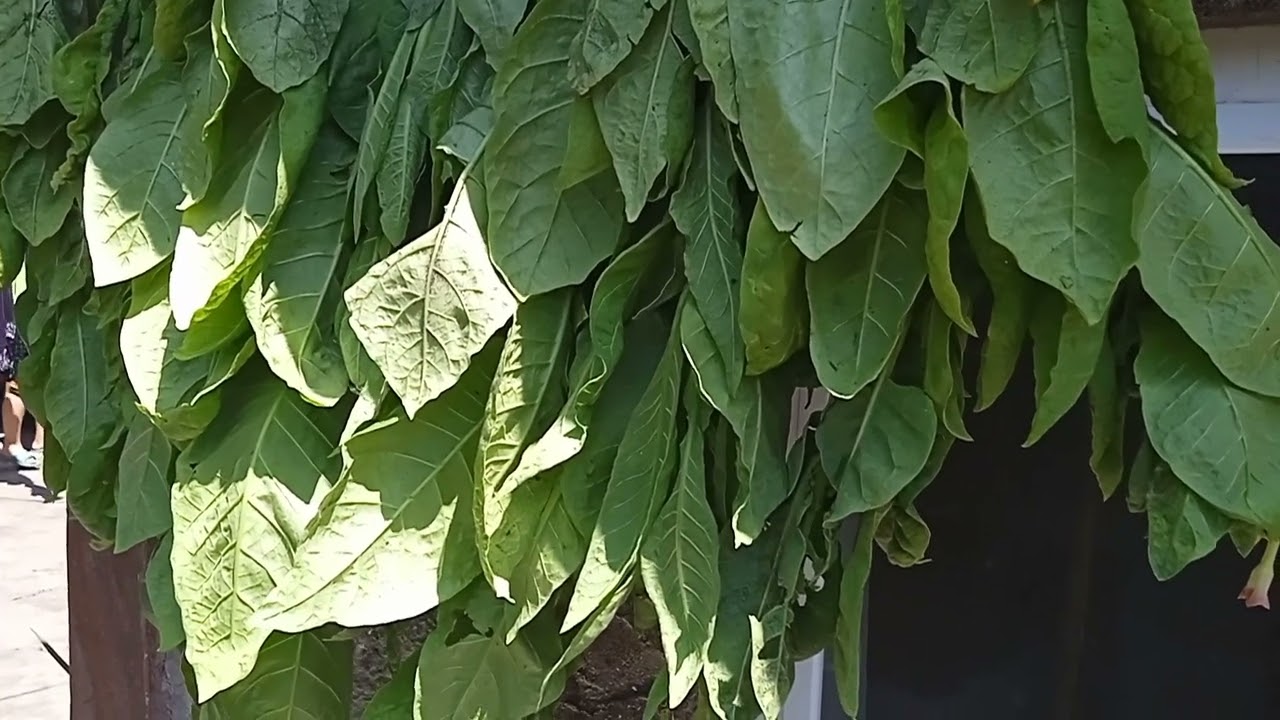 Басма Джебел, сушка кустом.