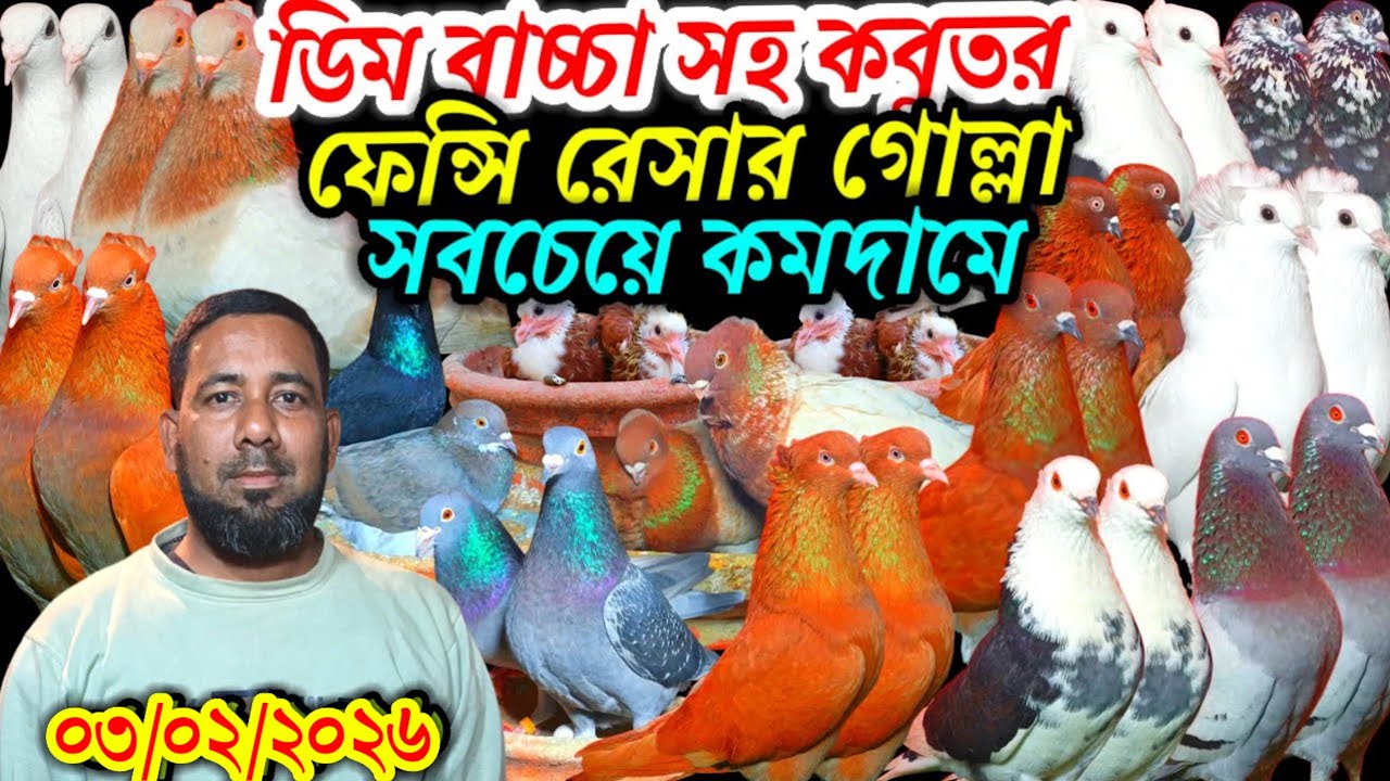 ডিম বাচ্চা সহ সবচেয়ে কমদামে দেশি বিদেশি ফেন্সি রেসার গোল্লা গিরিবাজ কবুতর বিক্রি হবে খামার থেকে