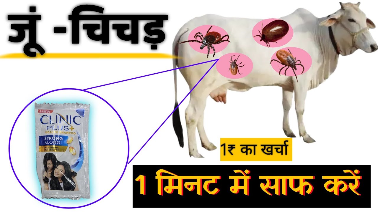 मात्र 1₹ में गाय भैंस कि जूं चिचड़ी साफ करें👍 जूएं मारने कि दवा | पशुओं से किलनी कैसे भगाए !