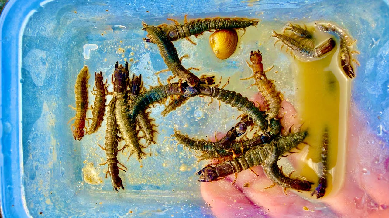 Pesca de bagres filines usando Gusano vivo de agua 🐛😱