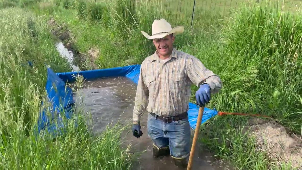Flood irrigating hay fields with siphon tubes at the ranch