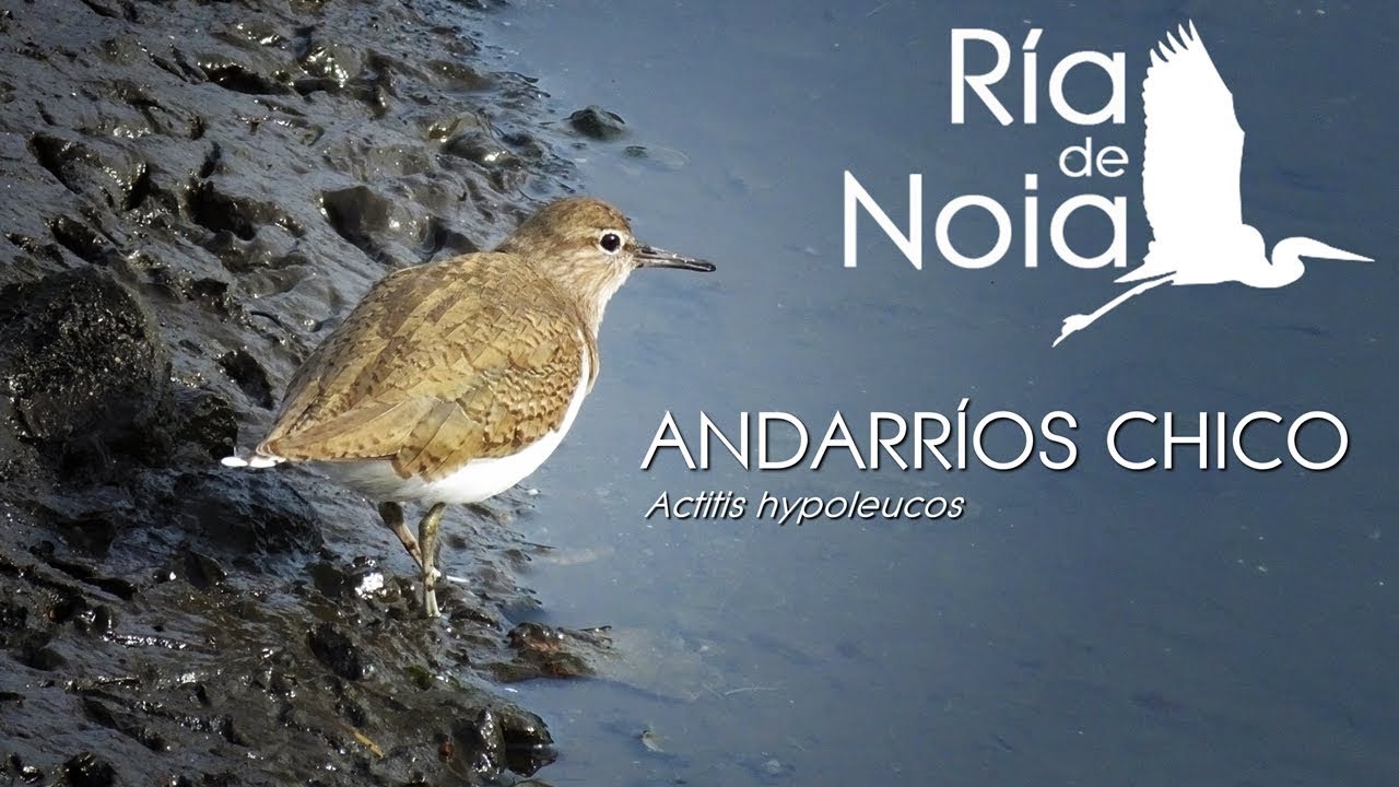 Andarrios chico, Bilurico bailón (Actitis hypoleucos). Ría de Noia