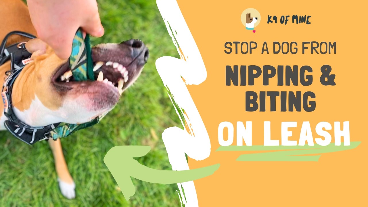 Dog Biting the Leash or You on Walks? Try This!