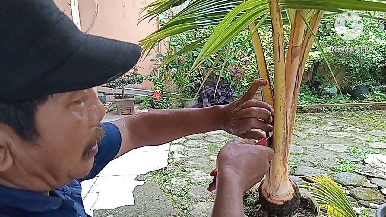 PERAWATAN DUA BONSAI KLAPA GADING 