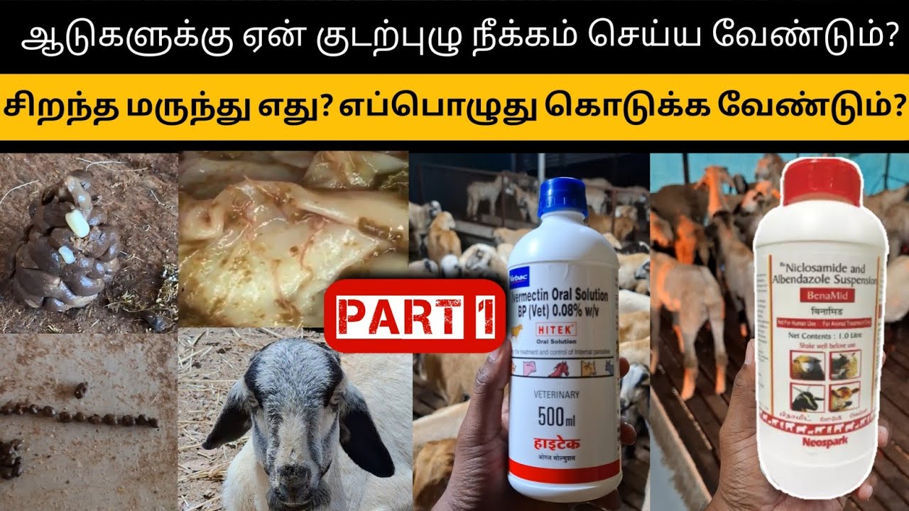 💢ஆடுகளுக்கு 💢Deworming(குடல்புழு நீக்கம்) செய்வதன் பயன் என்ன? இப்படி செய்தால் எடை அதிகரிக்குமா?