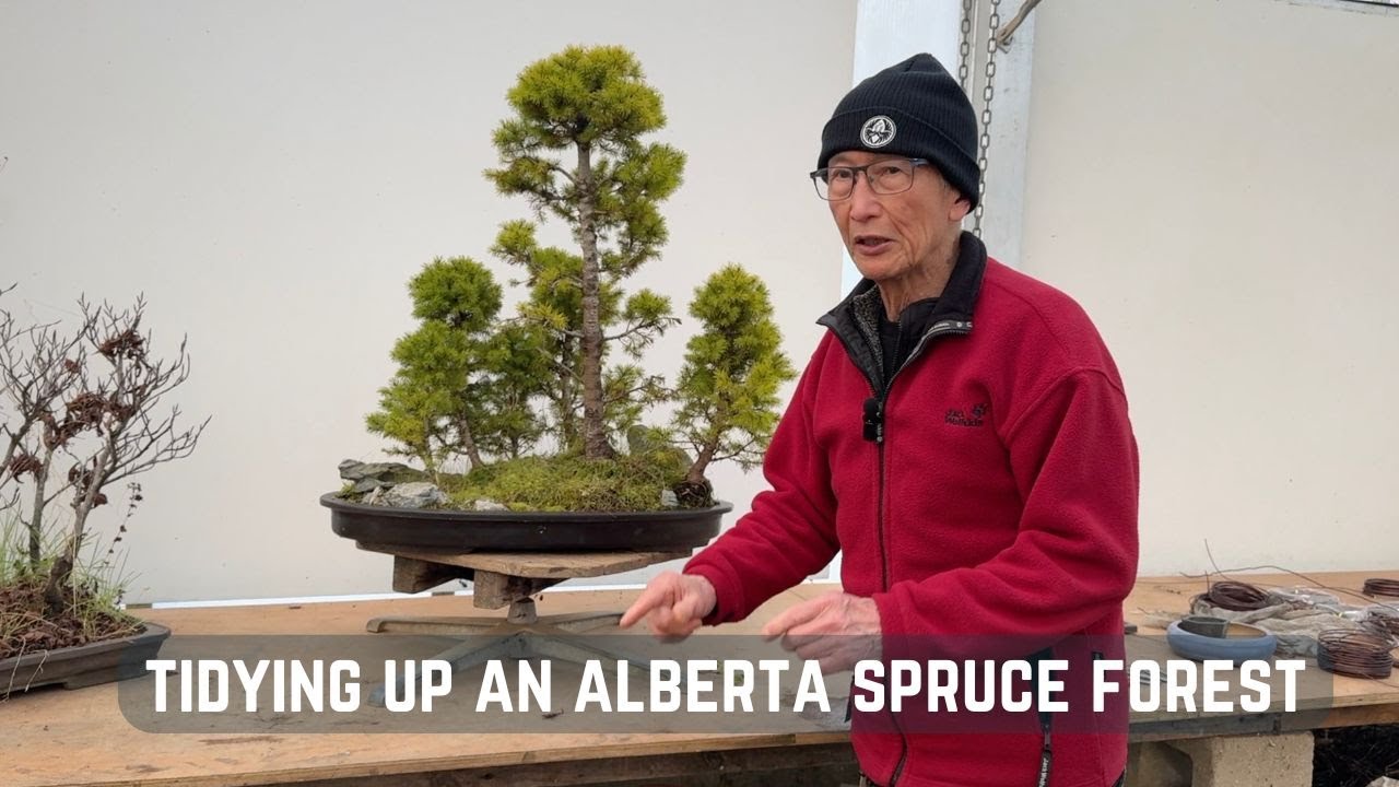 Tidying Up an Alberta Spruce Forest