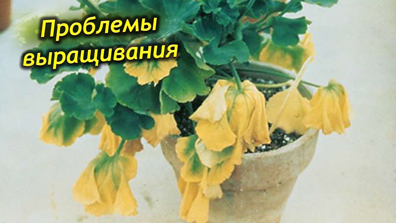 Желтеет и погибает королевская пеларгония. Проблемы выращивания и их решения.
