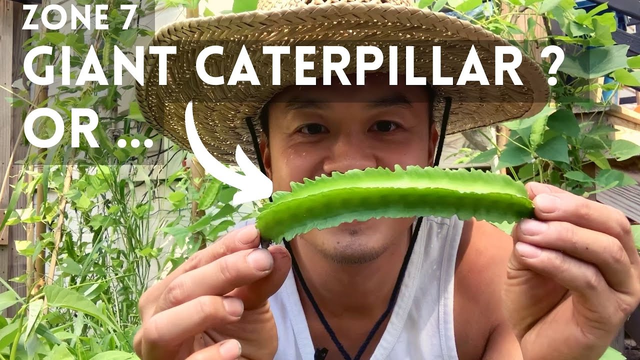 How to grow winged beans, dragon beans, Four Angled Bean - Psophocarpus Tetragonolobus. Dau Rong z7