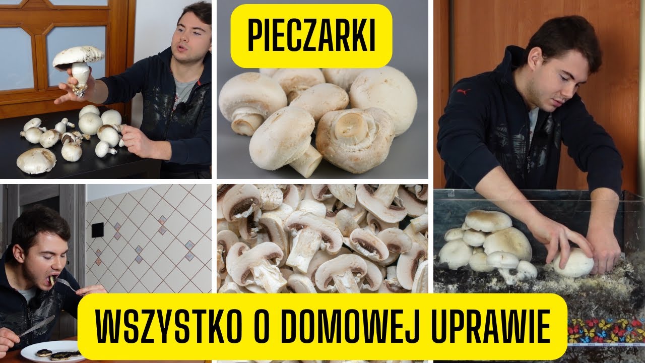 Domowa uprawa pieczarek &ndash; krok po kroku od zakupu do zbioru