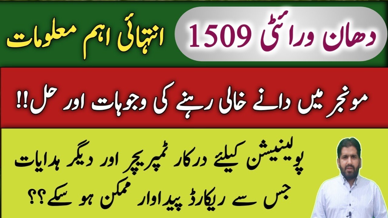 Important tips to get high yield of 1509 rice variety Pakistan | Kissan Basmati Farming in Pakistan