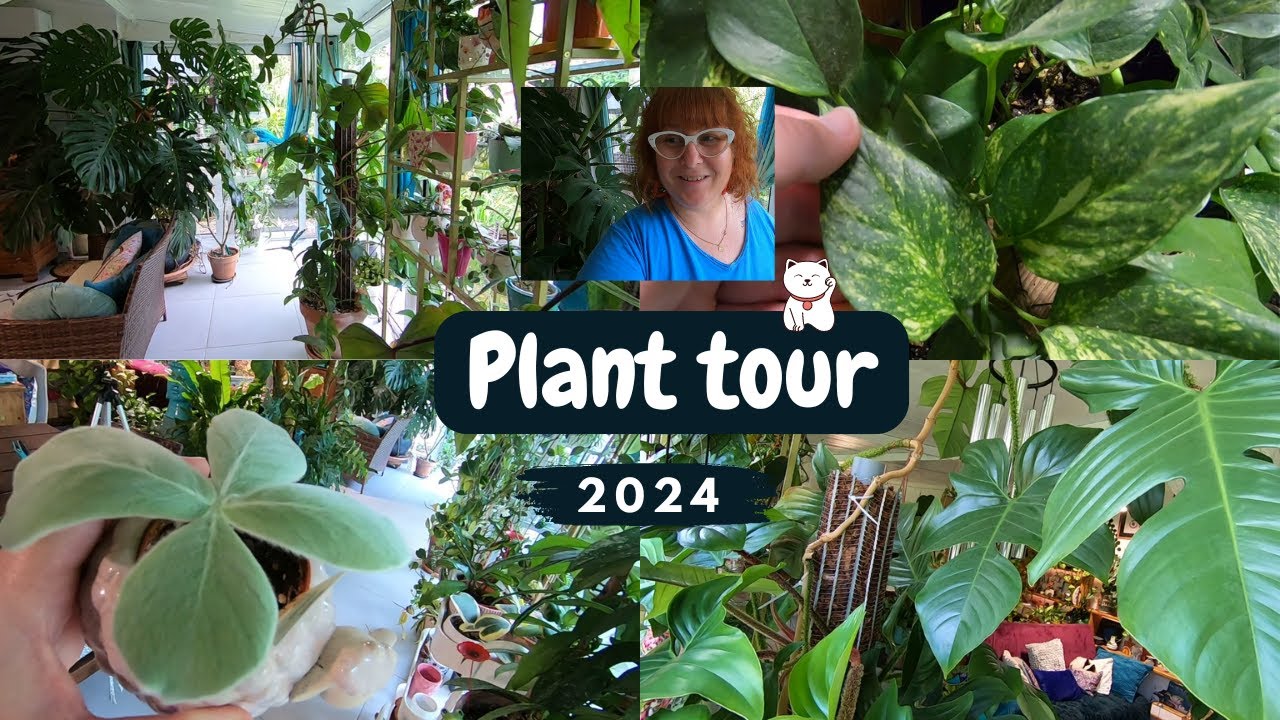 PLANT TOUR 2024🌿 Mes plantes dans la véranda | Philodendron | Pothos | Monstera | Dischidia | Etc..