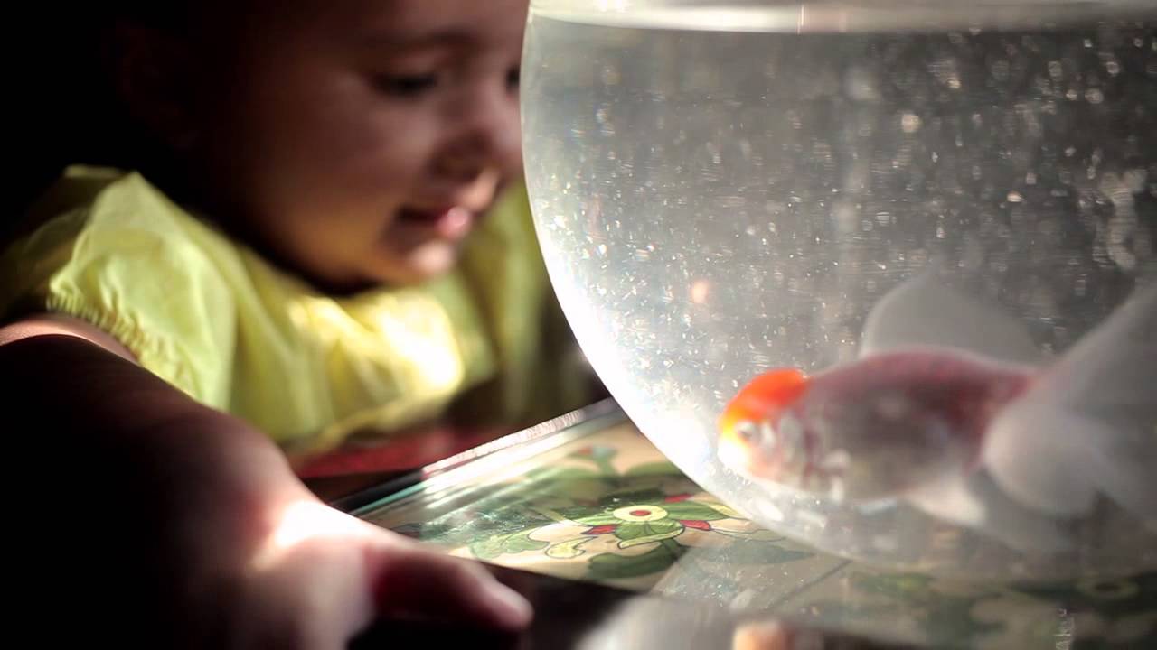 Tajdar Junaid - Aamna