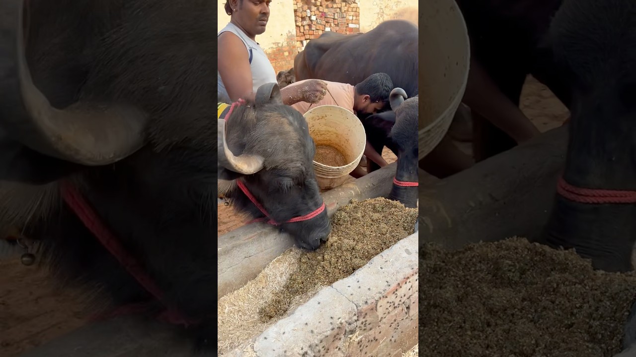 Feed Formula &ndash; How to Feed Murrah Buffaloes