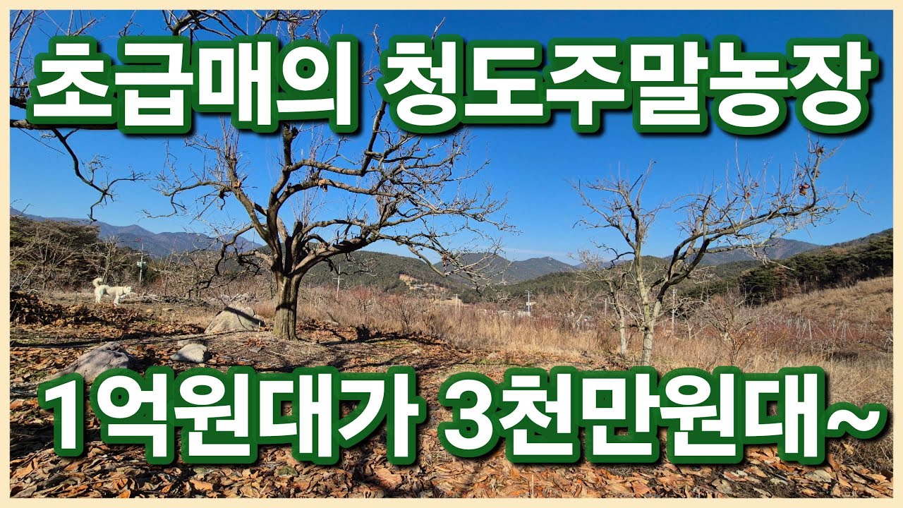 청도군 금천면 1억원대가 3천만원대로 뚝 법원경매 진행중인 뷰가 멋지고 산새좋은 청도땅 청도주말농장 가져가세요