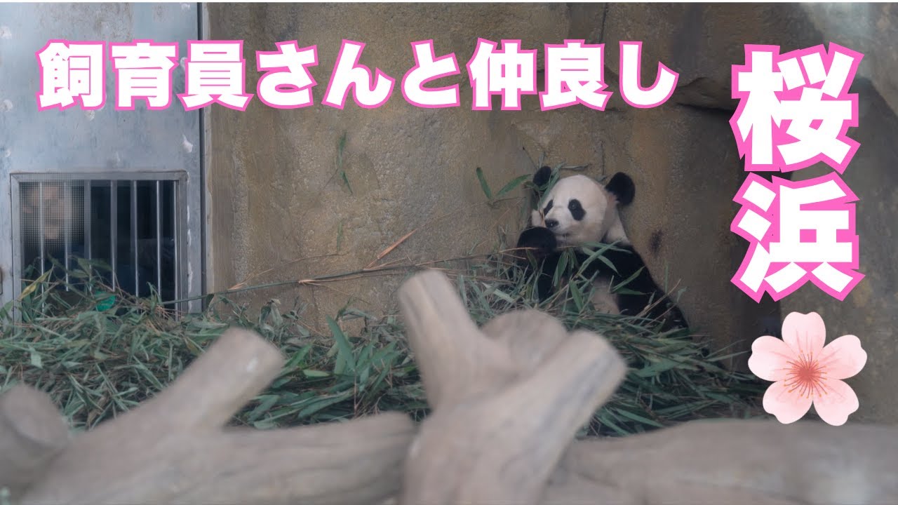 飼育員さんvs桜浜🌸飼育員さんとのやりとりがほのぼの