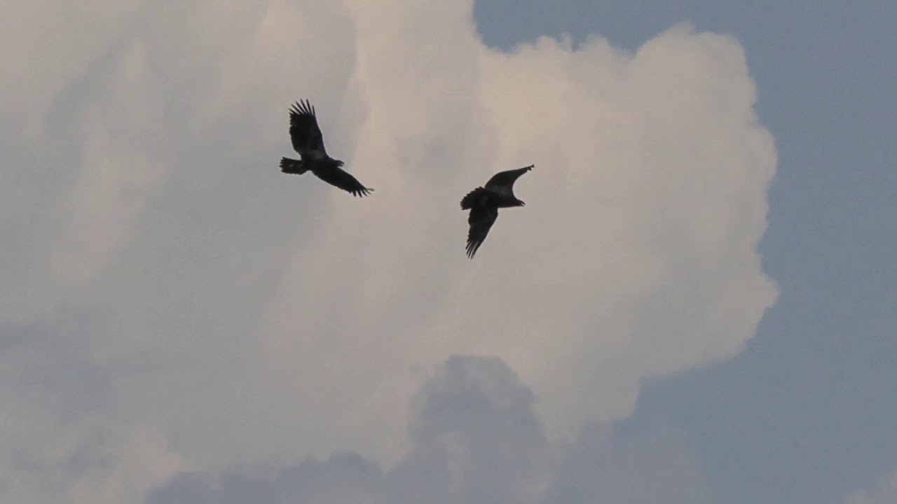 Juvenile Bald Eagles Flying high