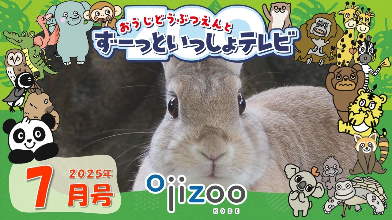 飼育員さんと獣医師さんに聞く！ウサギってどんな動物？動物の「角」の不思議を勉強しよう！！【＃28  おうじどうぶつえんとずーっといっしょテレビ】（2025年7月放送）