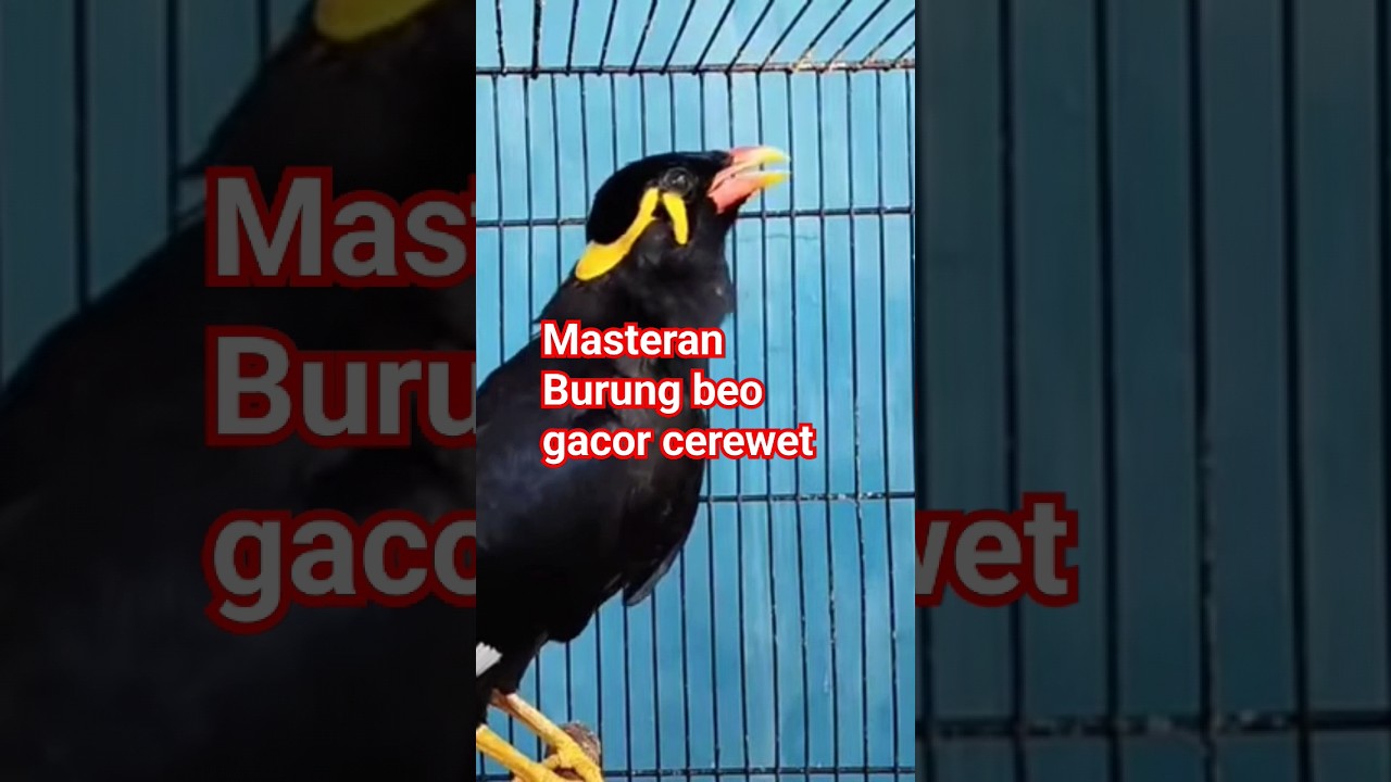 Suara Burung beo gacor cerewet #shorts