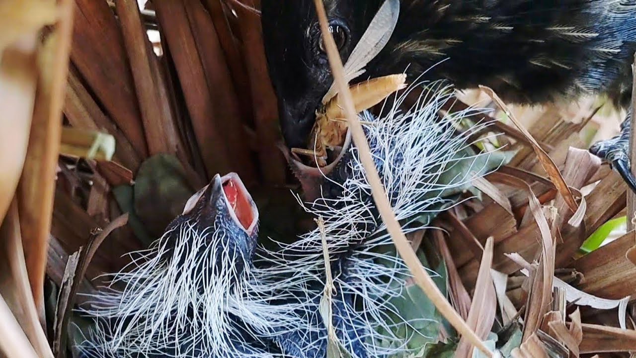 Sibling Rivalry in the Nest: Baby Birds Fighting for Food. Who Gets the Food First?
