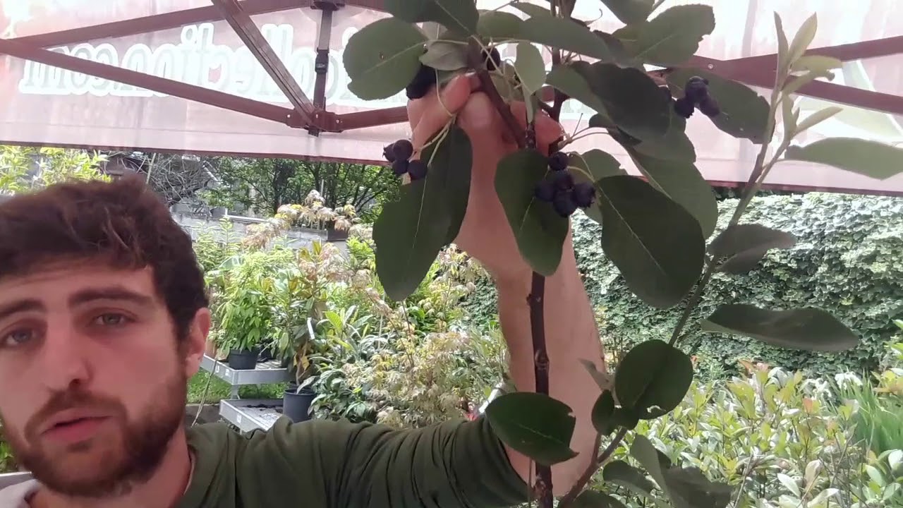 Consigli utili su come coltivare l'amelanchier canadensis o pero corvino