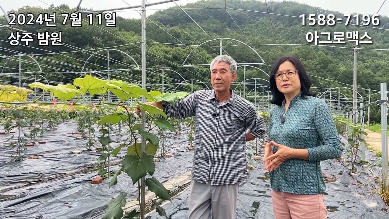 캠벨포도 퇴비대신 풀빅산으로 농사성공했습니다. 캠벨묘목도 엄청 잘 컸습니다.