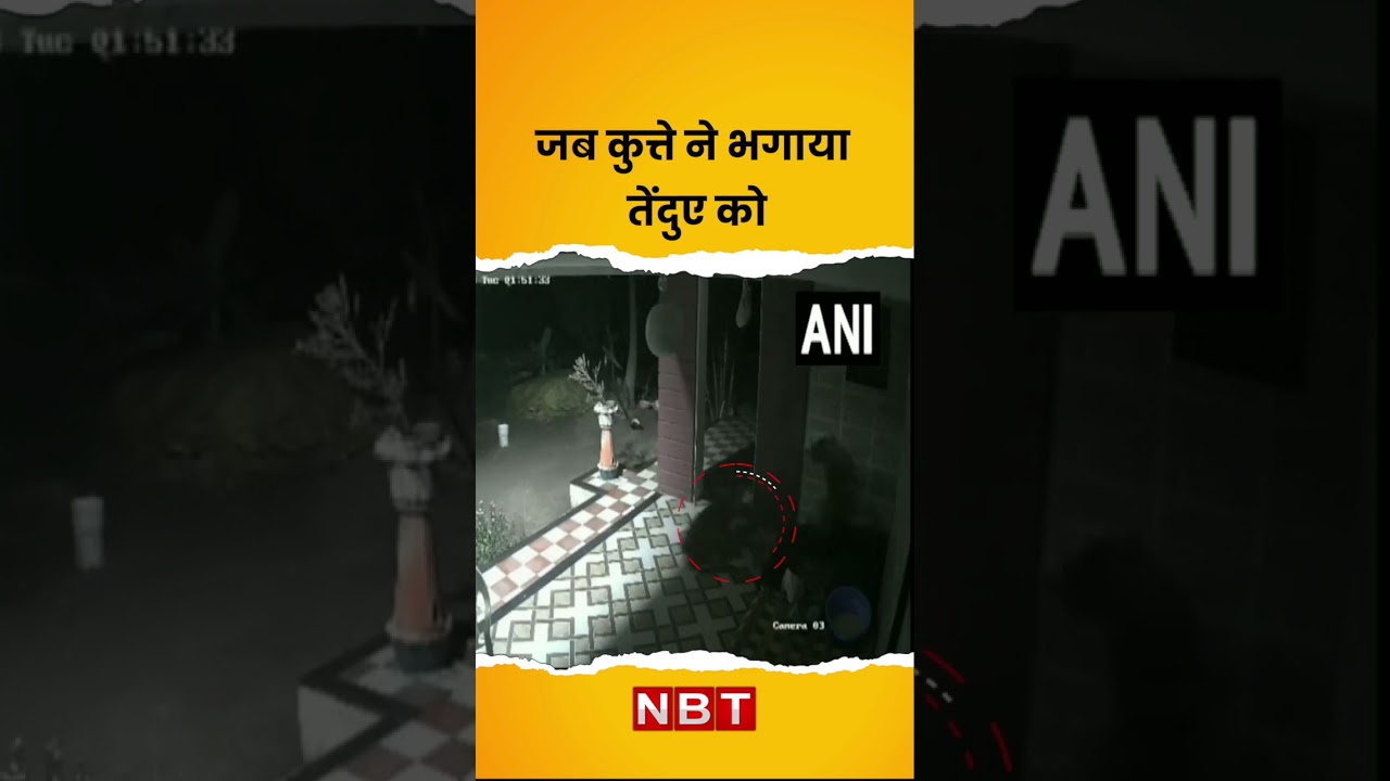 जब कुत्ते ने भगाया तेंदुए को 😱 | #Leopard Chased Away by #Dog Video #nbt #nbtnews