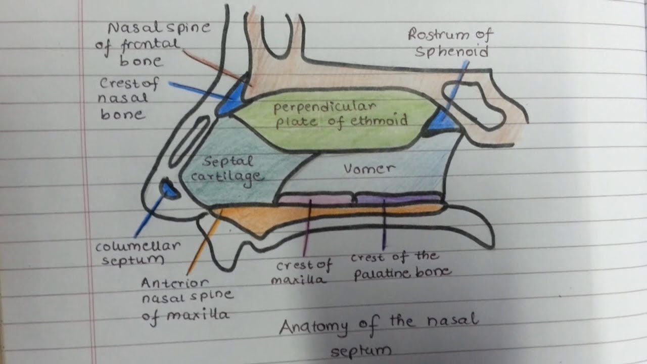 Draw the nasal septum with me