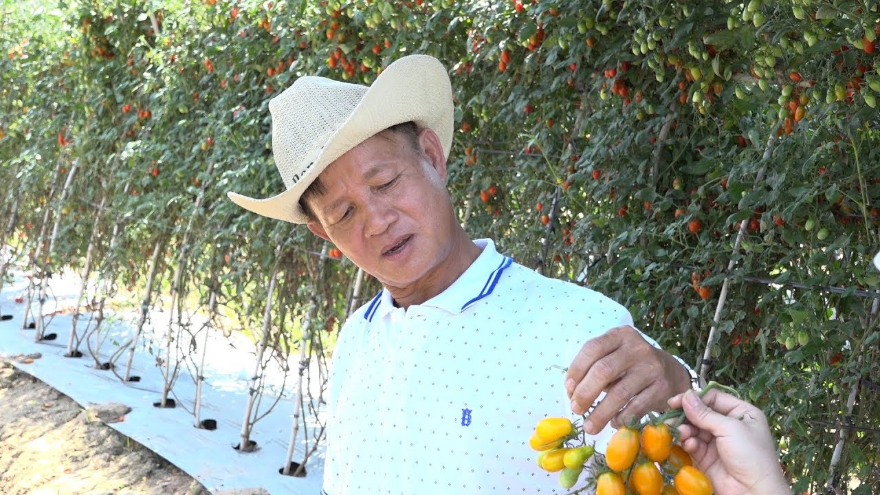 AGRICULTURE : Tomato in Dey Eth Station_Ep 03