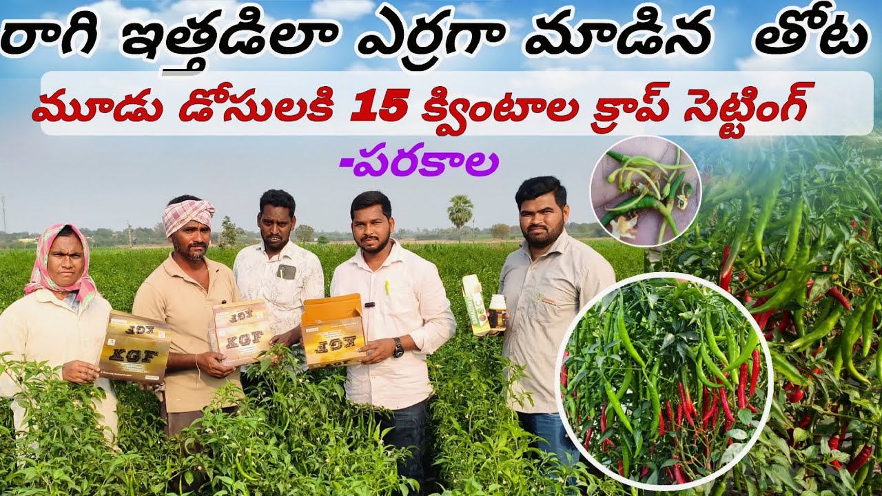 మాడిపోయిన తోట మూడు స్ప్రే లకు 15 క్వింటాల క్రాప్ సెట్ చేసుకున్న కుమారస్వామి గారు #kgf 