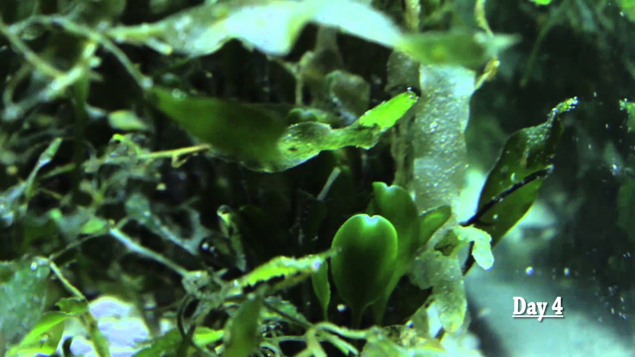 [27] Caulerpa Prolifera going through Sexual stage