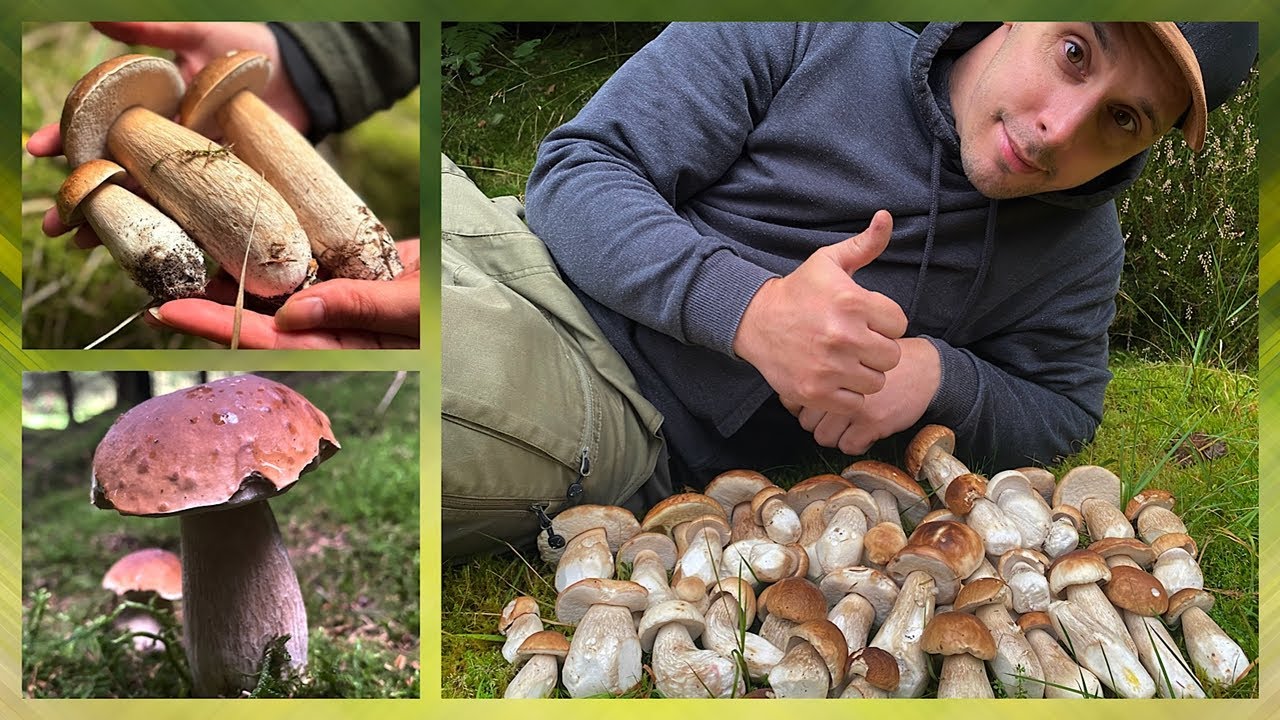 Der Steinpilz Wahnsinn geht weiter!🤩 Boletus Edulis in Massen - Sensationelle Funde [September 2025]