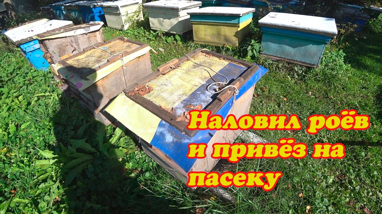 ПОЕХАЛ СНИМАТЬ ЛОВУШКИ, НЕ СМОТРЕЛ ВСЁ ЛЕТО И СКОЛЬКО ПОПАЛО РОЁВ  1 Часть