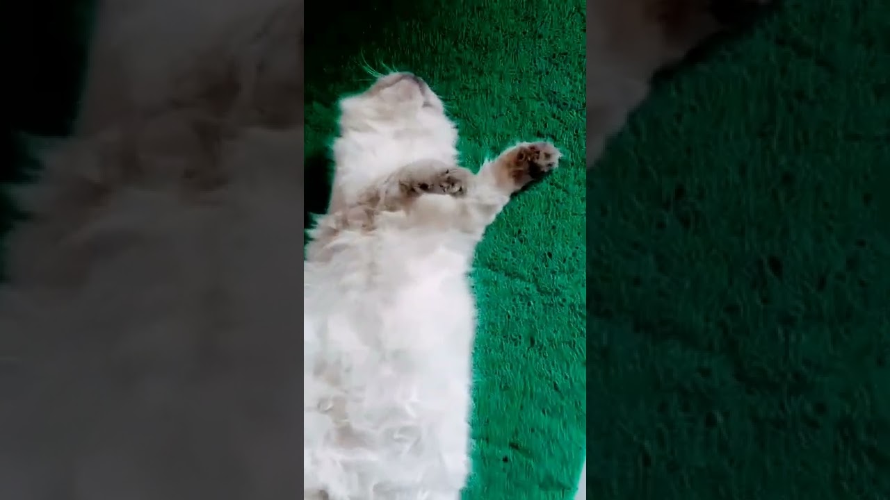 Cat sleeping 😴😴 
