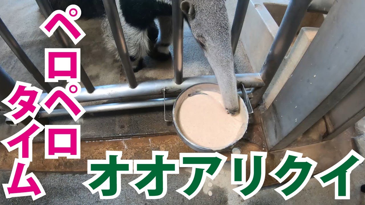 【日本平動物園】おうちDEどうぶつえん『オオアリクイ　お食事紹介』編