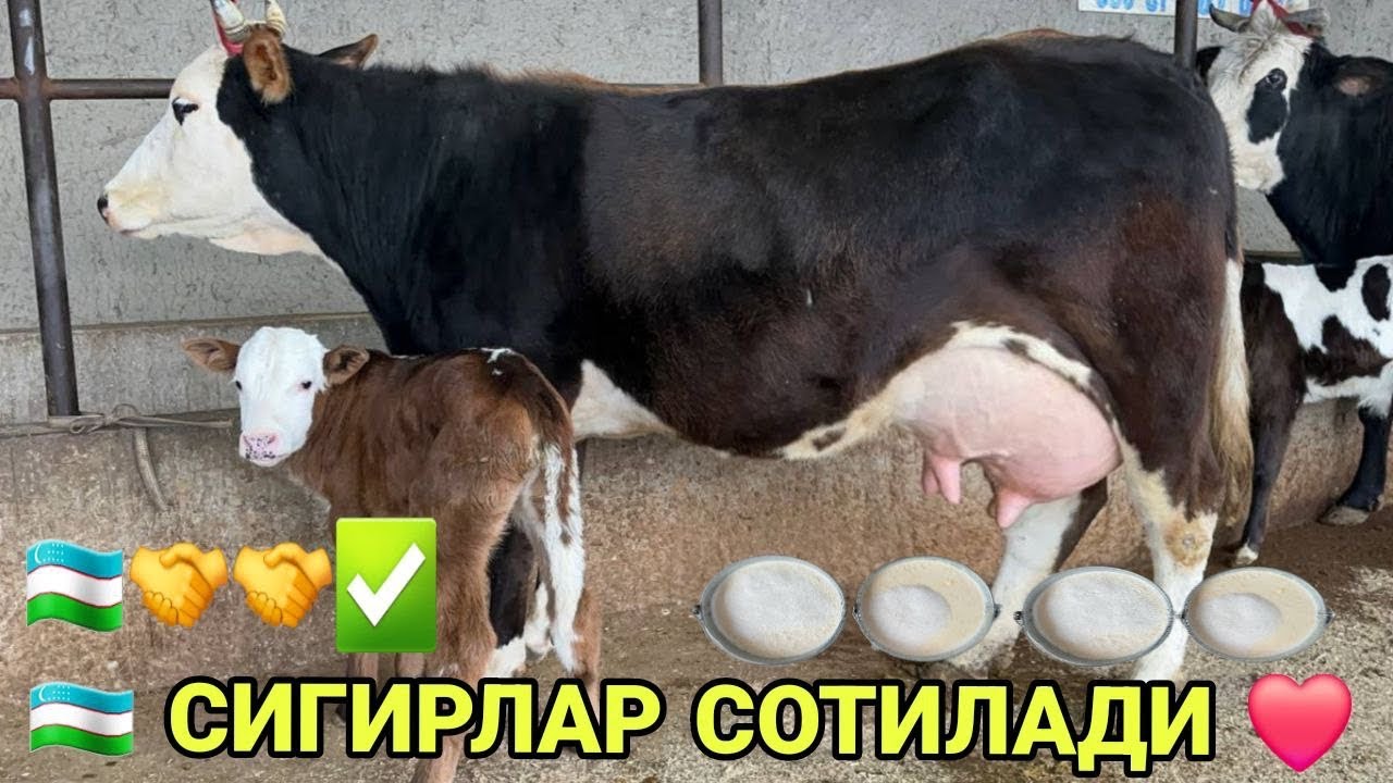 АКМАЛ АКАДАН СУТЛАРИ КУП СУТДОР РУЗГОРБОБ СИФАТЛИ 3 БОШ СИГИРЛАР СОТИЛАДИ НАРХЛАРИ 2 февраля 2026 г