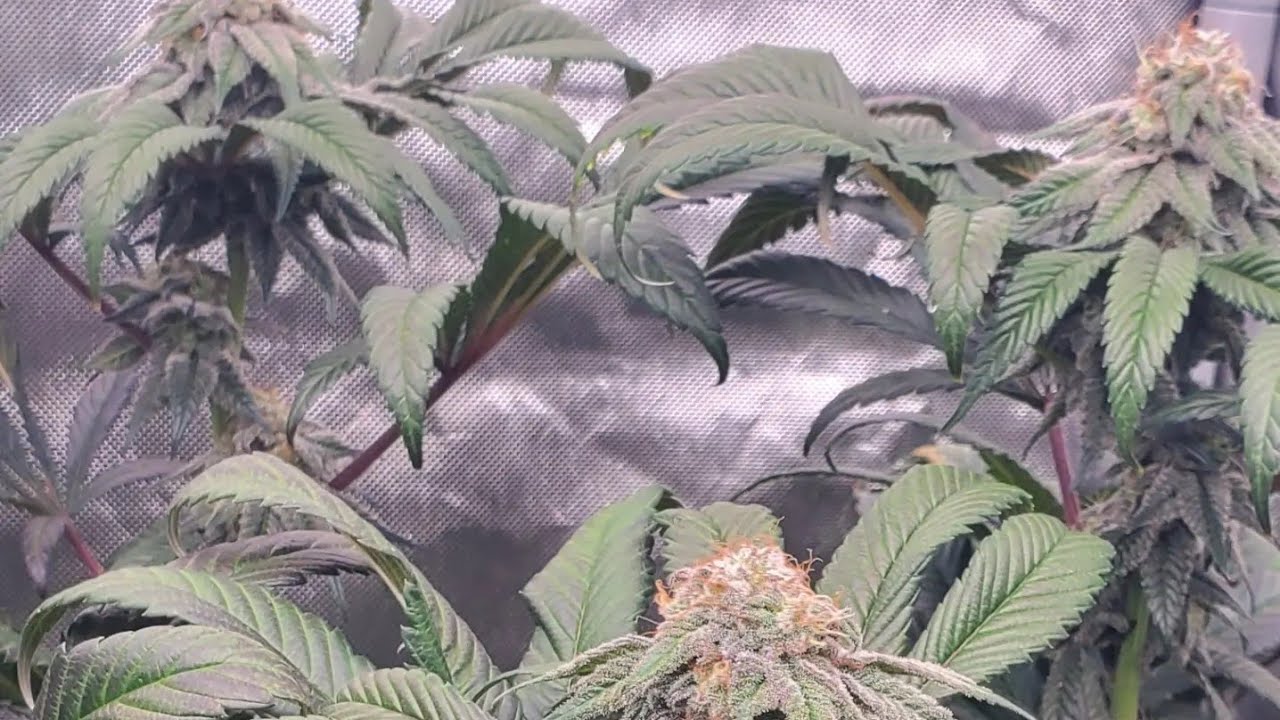 Day 49 week 7 of flower in the 5x5. think this will have to be a 9 week flower but it's lookinggreat