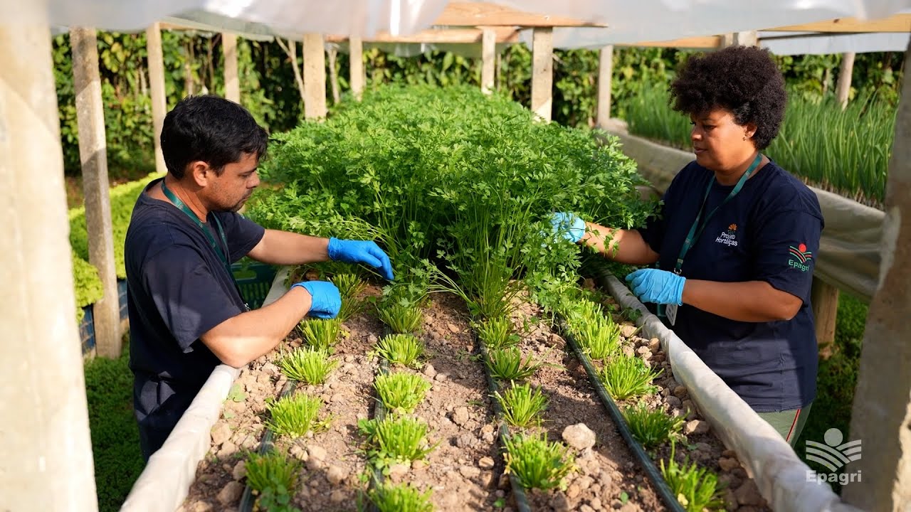 Cultivo suspenso de hortaliças: como elevar canteiros e o que diz a legislação