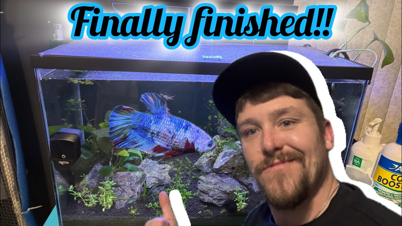 Oden and friends finally moves into into their forever home!!!   #betta #aquascape #aquarium 