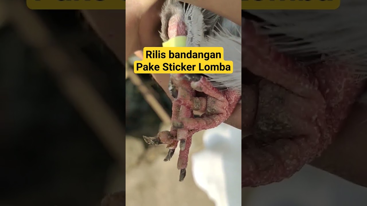 #pigeonloft #pigeonrace #racingpigeon #breedingpigeons #llb #merpatipos #mpos #langlangbuana #pigeon