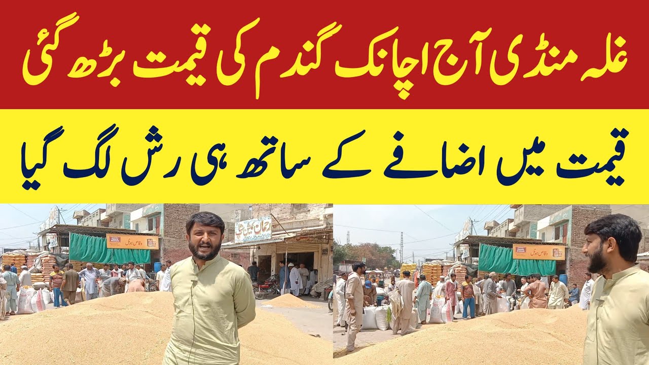 gulla mundi AJ gandam ka new price 2024