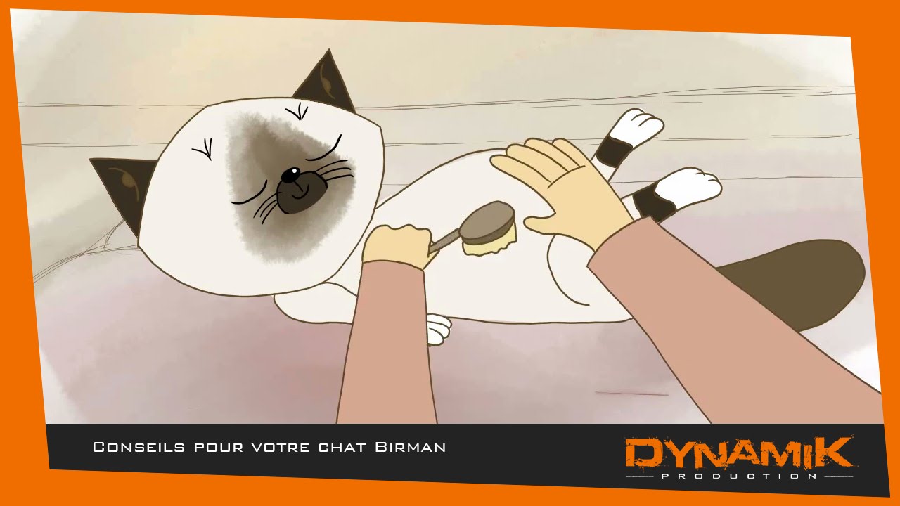 Dynamik Production - Conseils pour votre chat Birman