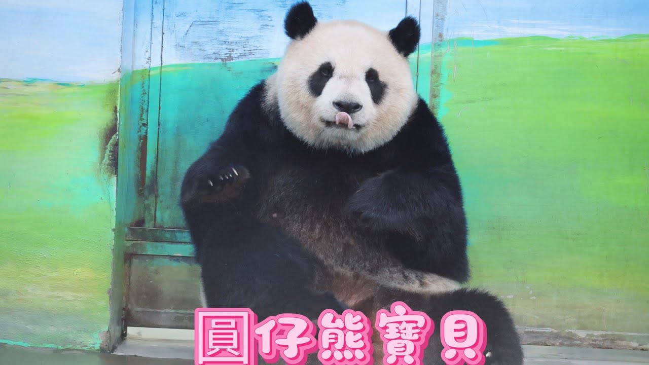 圓仔公主午餐搞笑出場20260316