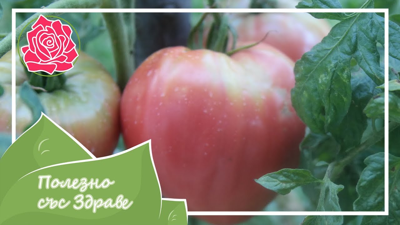 Июль в саду – полезные и вкусные ПОМИДОРЫ, овощи и фрукты