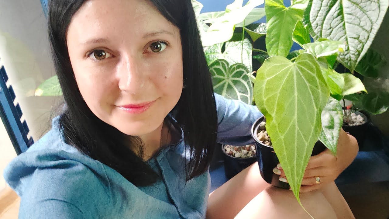 Wyjazd, urlop i powrót po dłuższej przerwie. #philodendron #anthurium #holiday
